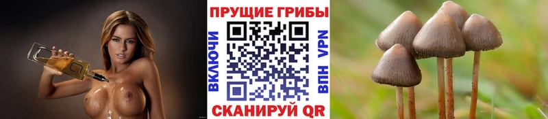 Купить закладки  Ардон  Галлюциногенные грибы Psilocybine cubensis 